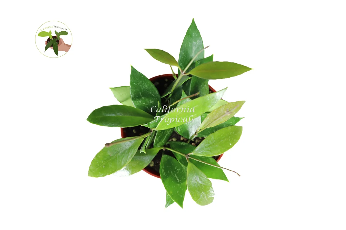 Hoya Memoria 'Gracilis' Live Plant – 4 inch Potted Houseplant – Indoor Trailing Vine - Image 2