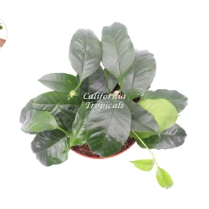 Hoya Multiflora 'Shooting Star' Live Plant - 6 inch Potted Houseplant - Image 2