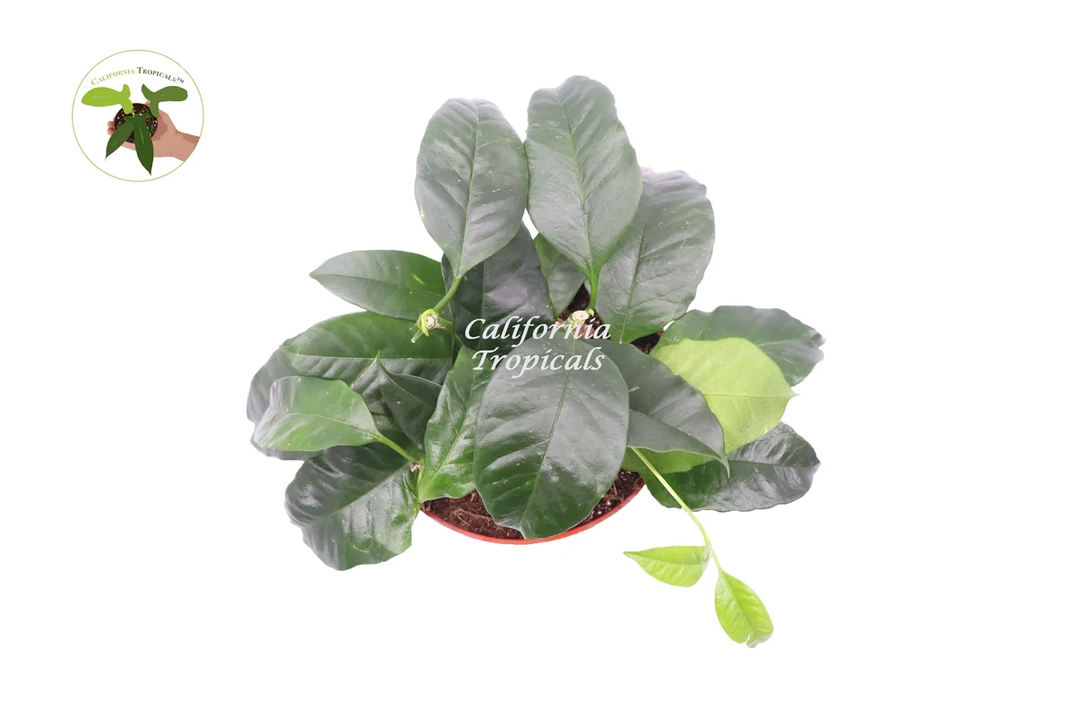 Hoya Multiflora 'Shooting Star' Live Plant - 6 inch Potted Houseplant - Image 2