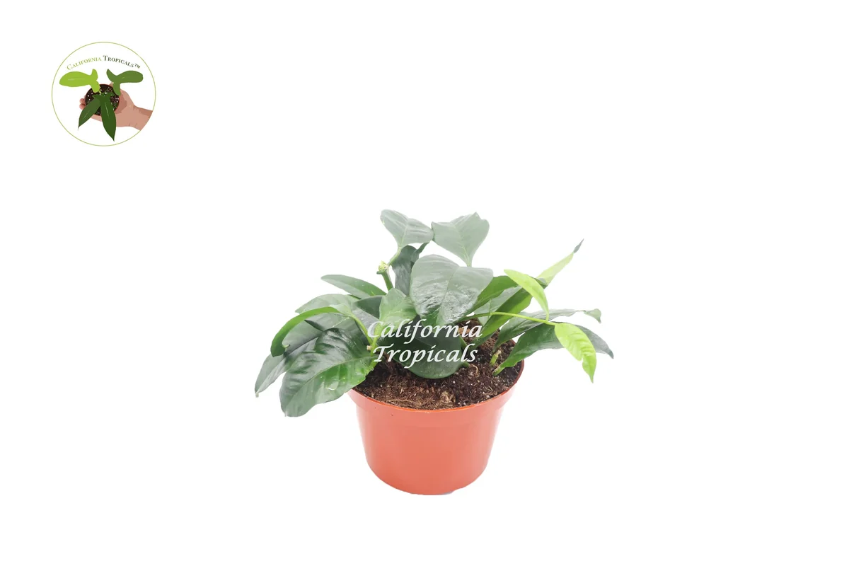 Hoya Multiflora 'Shooting Star' Live Plant - 6 inch Potted Houseplant - Image 1