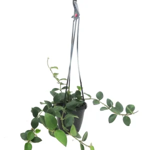 Hoya Nummularioides Live Plant – 4