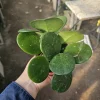 Hoya Obovata Splash Live Plant – 4in Pot – Rare Indoor Houseplant - Image 1
