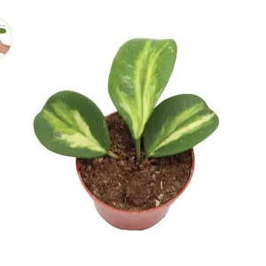 Hoya Obovata Variegated Live Plant – 4 inch Pot – Indoor - Image 1