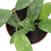 Hoya Phuwuaensis Live Plant - Rare Tropical Hoya, 4 inch Pot, Indoor Plant - Image 1