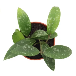Hoya Phuwuaensis Live Plant - Rare Tropical Hoya, 4 inch Pot, Indoor Plant - Image 3