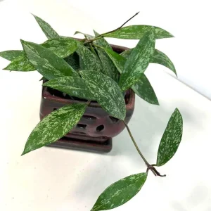 Hoya Pubicalyx Silver Splash Live Plant – 4 inch Nursery Pot – Trailing Houseplant - Image 2