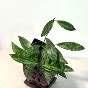 Hoya Pubicalyx Silver Splash Live Plant – 4 inch Nursery Pot – Trailing Houseplant - Image 3