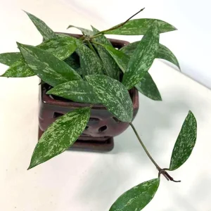 Hoya Pubicalyx Silver Splash Live Plant – 4 inch Nursery Pot – Trailing Houseplant - Image 5