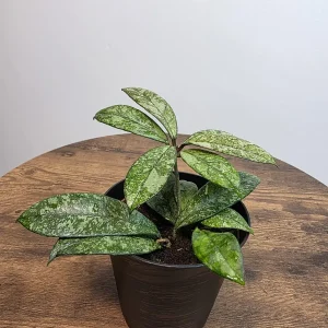 Hoya Pubicalyx Silver Splash Live Plant – 4 inch Pot – Trailing Houseplant – Fast Growing - Image 4