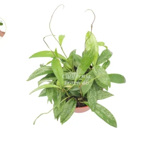 Hoya Pubicalyx Splash Wax Live Plant – 6 inch Potted Houseplant – Indoor - Image 2