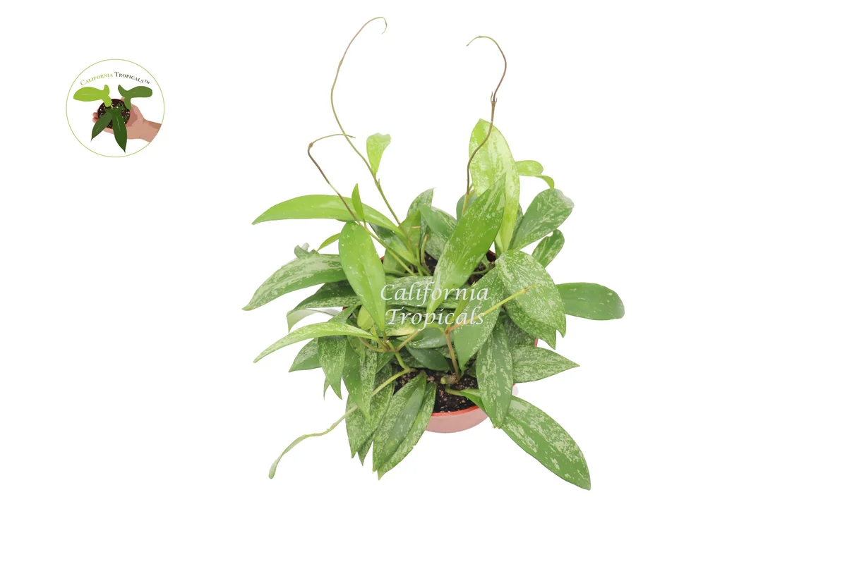 Hoya Pubicalyx Splash Wax Live Plant – 6 inch Potted Houseplant – Indoor - Image 2