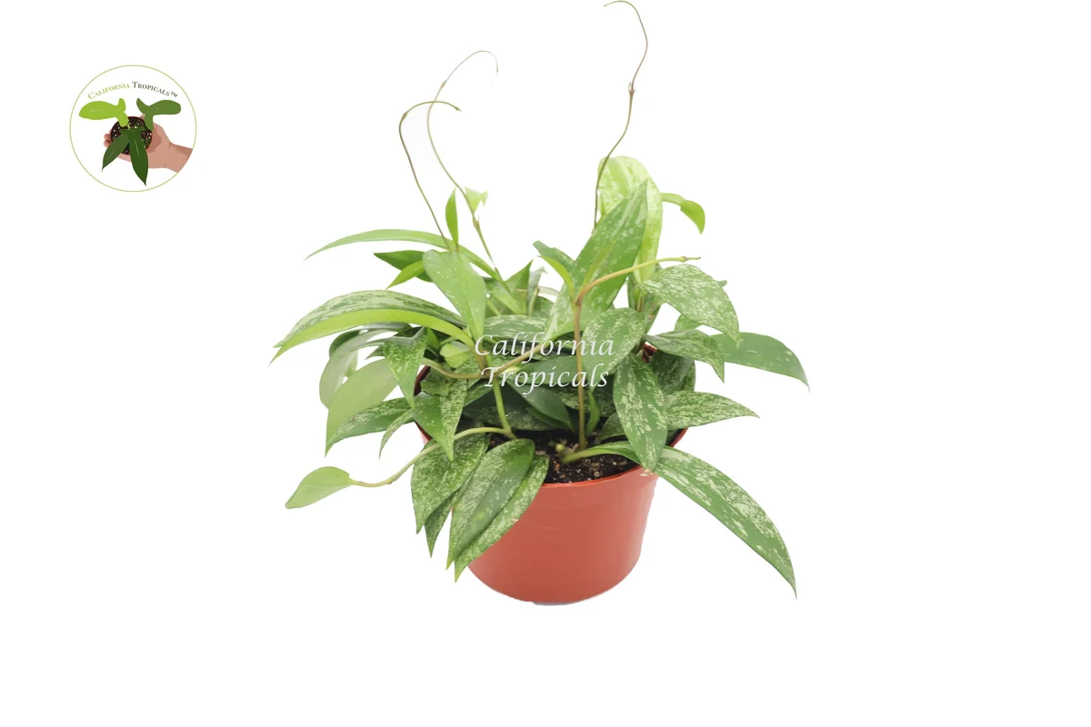 Hoya Pubicalyx Splash Wax Live Plant – 6 inch Potted Houseplant – Indoor - Image 1