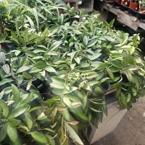 Hoya Rosita Live Plant - Hybrid Hoya - 4 inch Pot - Rooted Cutting - Image 2