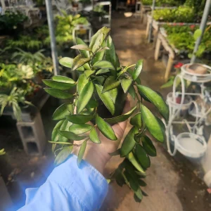 Hoya Rosita Live Plant - Hybrid Hoya - 4 inch Pot - Rooted Cutting - Image 1