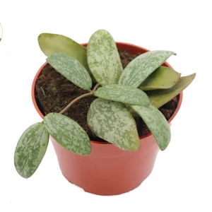 Hoya Sigillatis Live Plant 4'' Pot - Rare Round Form Tropical Indoor Vine - Image 4