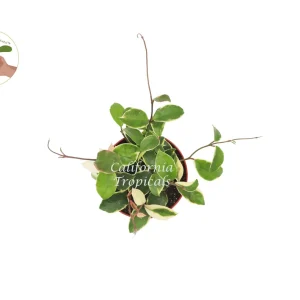 Hoya Tricolor Live Plant 6 inch Pot - Rare Variegated Indoor Houseplant - Image 2