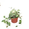 Hoya Tricolor Live Plant - Rare 8 inch Potted Houseplant for Indoor Display - Image 1
