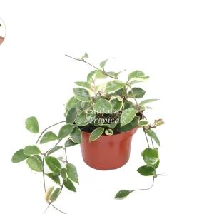 Hoya Tricolor Live Plant - Rare 8 inch Potted Houseplant for Indoor Display - Image 1