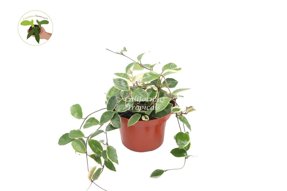 Hoya Tricolor Live Plant - Rare 8 inch Potted Houseplant for Indoor Display - Image 1