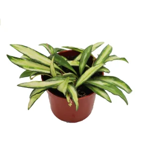 Hoya Wayetii Variegated - 4" Potted Live Plant - Indoor Tropical Hoya - Image 1