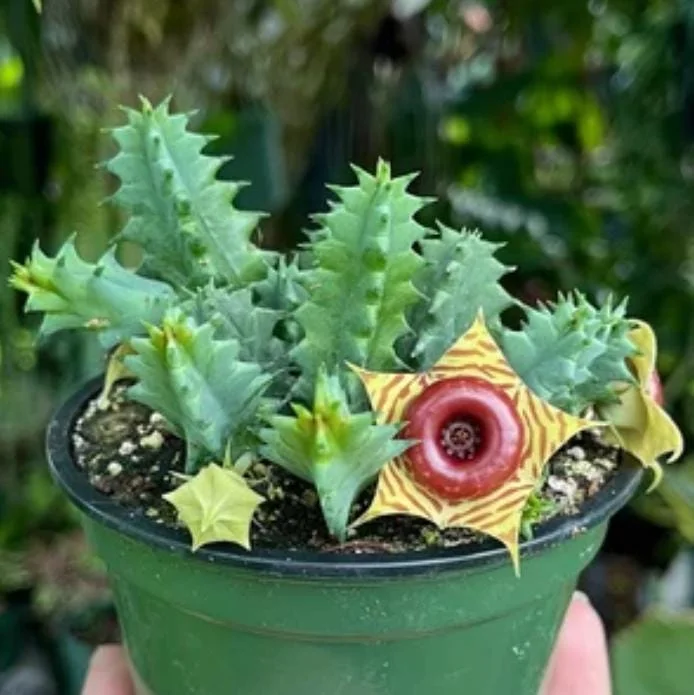 Huernia zebrina Lifesaver Cactus - 2 inch Pot Live Succulent - Indoor Plant - Image 1