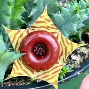 Huernia zebrina Lifesaver Cactus - 2 inch Pot Live Succulent - Indoor Plant - Image 2