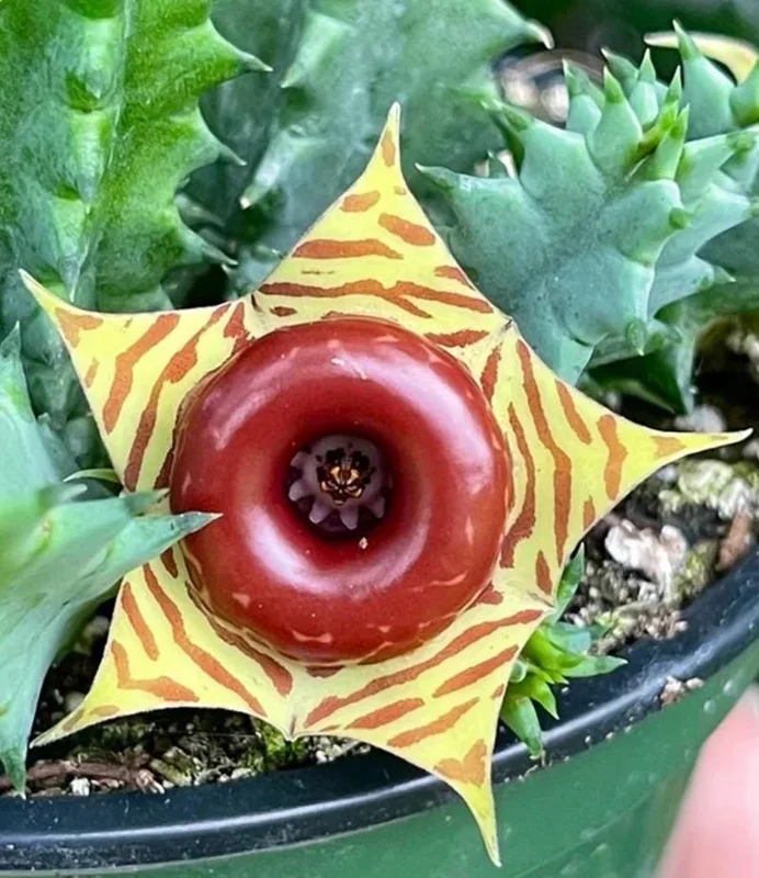 Huernia zebrina Lifesaver Cactus - 2 inch Pot Live Succulent - Indoor Plant - Image 2