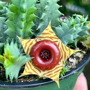 Huernia zebrina Lifesaver Cactus - 2 inch Pot Live Succulent - Indoor Plant - Image 3