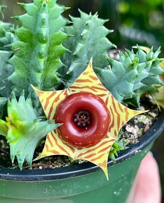 Huernia zebrina Lifesaver Cactus - 2 inch Pot Live Succulent - Indoor Plant - Image 3