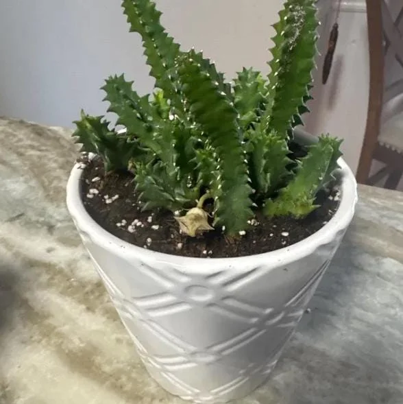 Huernia zebrina Lifesaver Cactus - 2 inch Pot Live Succulent - Indoor Plant - Image 4