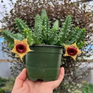 Huernia zebrina Lifesaver Cactus - 2 inch Pot Live Succulent - Indoor Plant - Image 5