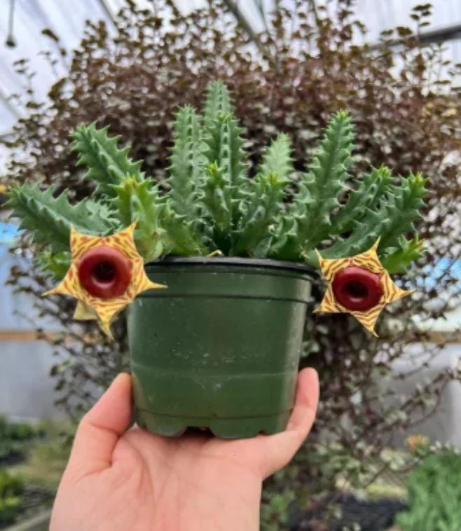 Huernia zebrina Lifesaver Cactus - 2 inch Pot Live Succulent - Indoor Plant - Image 5