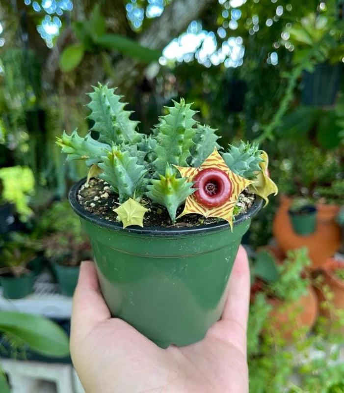 Huernia zebrina Lifesaver Cactus - 2 inch Pot Live Succulent - Indoor Plant - Image 6
