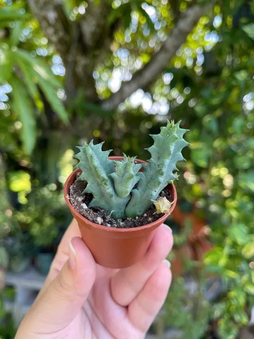 Huernia zebrina Lifesaver Cactus - 2 inch Pot Live Succulent - Indoor Plant - Image 7