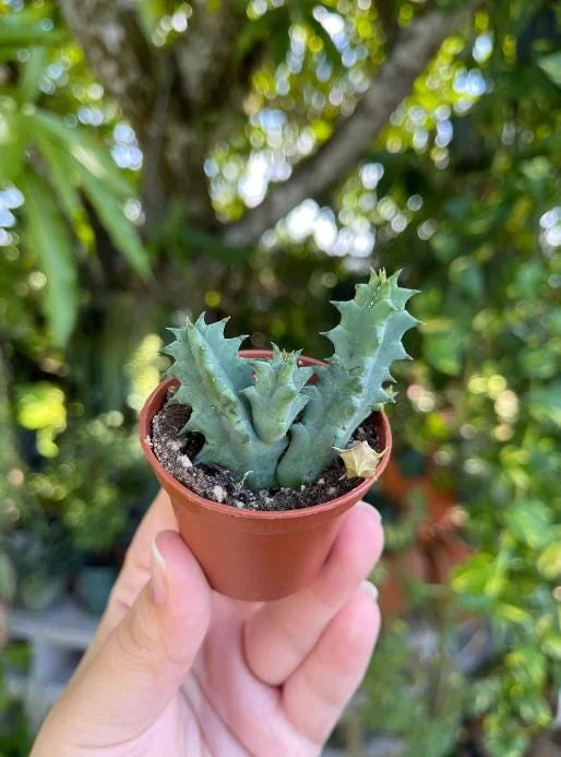 Huernia zebrina Lifesaver Cactus - 2 inch Pot Live Succulent - Indoor Plant - Image 8