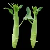 Huge Stem Gai Lan Seeds - Chinese Broccoli Seeds, Heirloom, Non-GMO for Asian Cuisine - Image 1