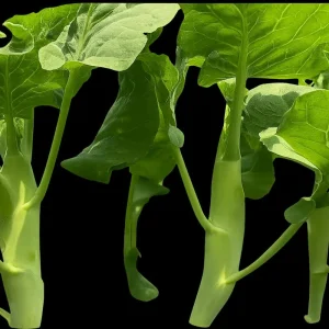 Huge Stem Gai Lan Seeds - Chinese Broccoli Seeds, Heirloom, Non-GMO for Asian Cuisine - Image 4