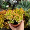 Hummel's Sunset Golden Jade Live Plant - Crassula Ovata Succulent in 4'' Pot - Colorful Houseplant - Image 1