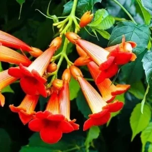 Hummingbird Vine Live Plant - Climbing Trumpet Creeper - Bare Root 6-12" - Image 1