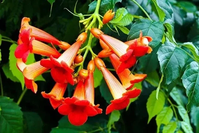Hummingbird Vine Live Plant - Climbing Trumpet Creeper - Bare Root 6-12" - Image 1