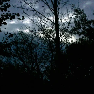 Hybrid Poplar Tree Cuttings - Set of 12 Unrooted Populus x canadensis - Image 3