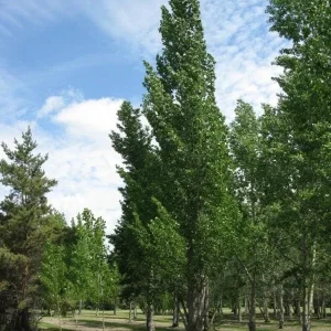 Hybrid Poplar Tree Cuttings - Set of 12 Unrooted Populus x canadensis - Image 1