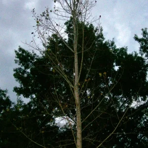 Hybrid Poplar Tree Cuttings - Set of 12 Unrooted Populus x canadensis - Image 6