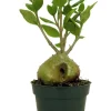 Hydnophytum papuanum Ant Plant - Live Houseplant - 4 Inch Pot - Image 1