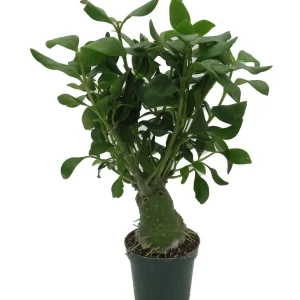 Hydnophytum papuanum Ant Plant - Live Houseplant - 4 Inch Pot - Image 2