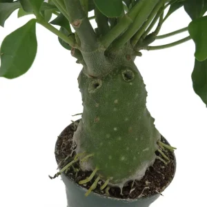 Hydnophytum papuanum Ant Plant - Live Houseplant - 4 Inch Pot - Image 4