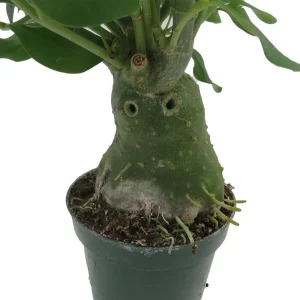 Hydnophytum papuanum Ant Plant - Live Houseplant - 4 Inch Pot - Image 5