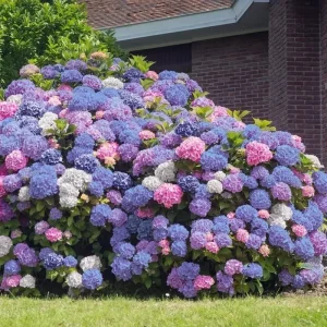 Hydrangea Seeds - Perennial Garden Shrub Flower Bush - 5 Count - Image 3