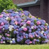 Hydrangea Seeds - Perennial Garden Shrub Flower Bush - 5 Count - Image 1