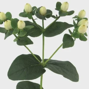Hypericum Berries Live Plant - Rare Cut Flower Garden Starter - 1